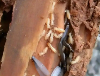 保定白蚁防治公司分享认清白蚁真面目，告别防虫认知误区
